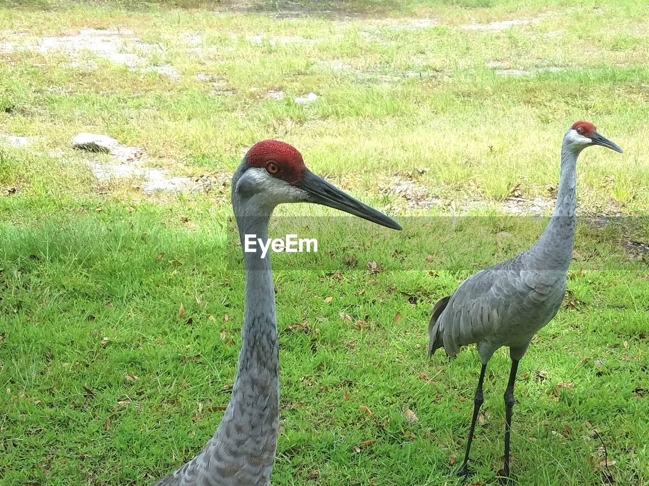 PELICAN ON FIELD