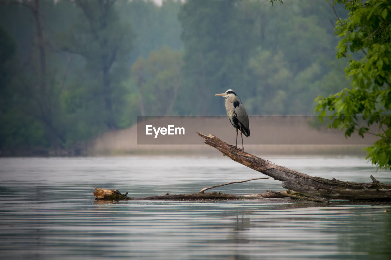 Gray heron perching on driftwood