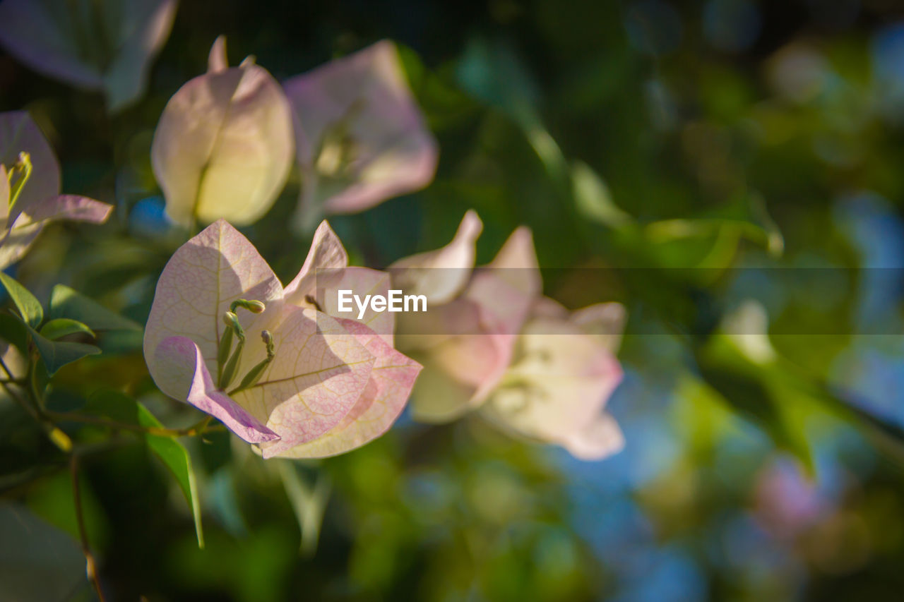 Close-up of multi colored flowers blooming outdoors