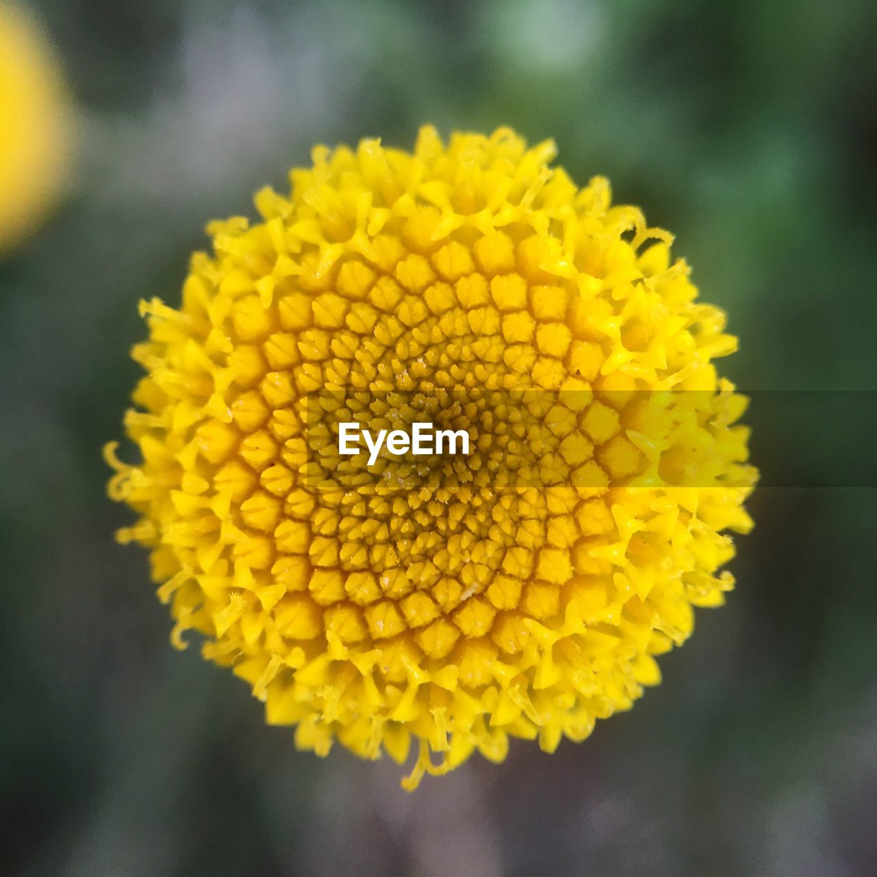 CLOSE-UP OF YELLOW FLOWERING PLANTS