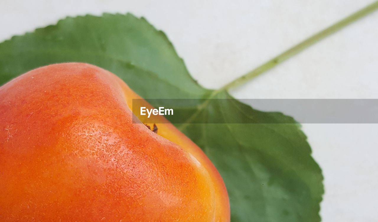 CLOSE-UP OF ORANGE SLICE ON LEAF