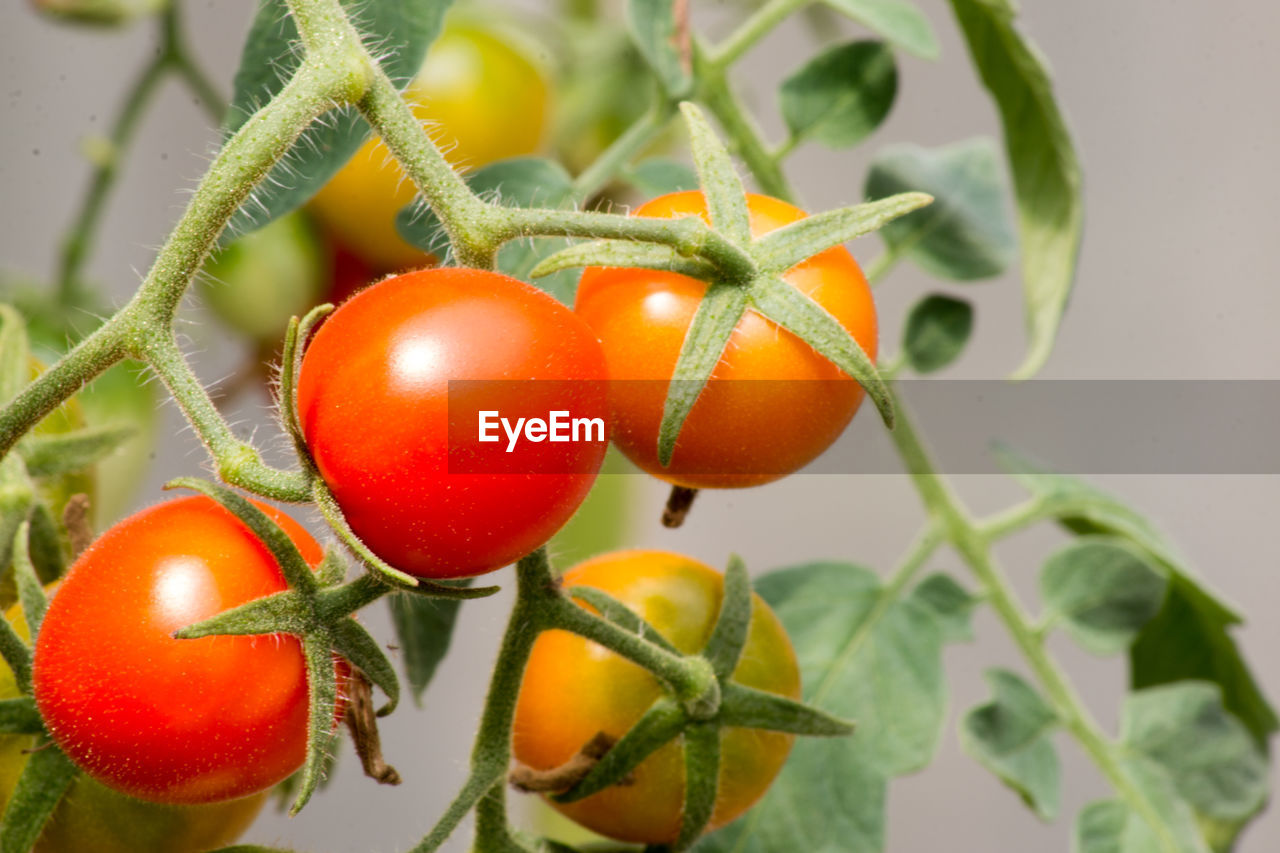 Close-up of tomatoes growing outdoors