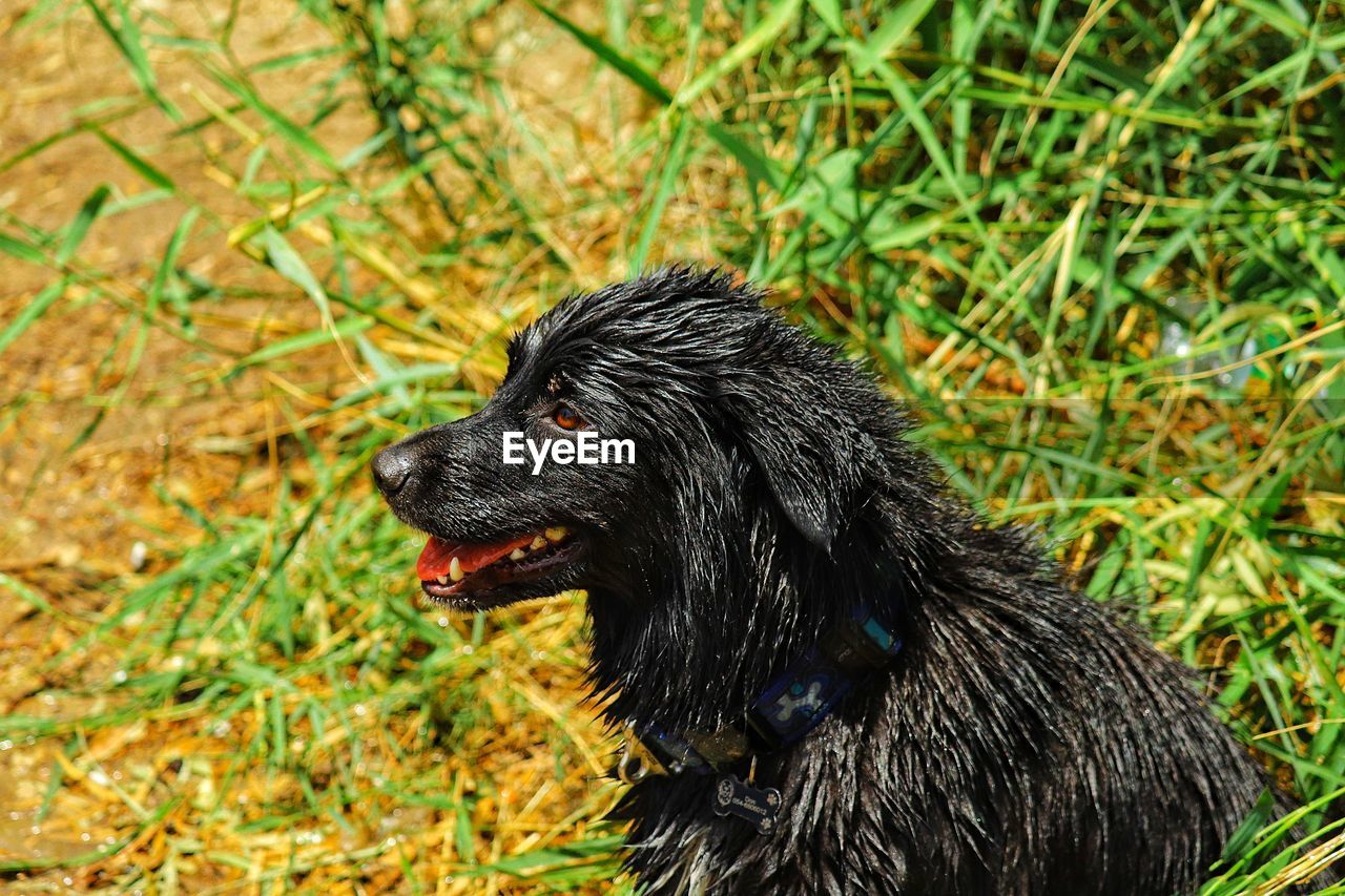 Black dog looking away on field