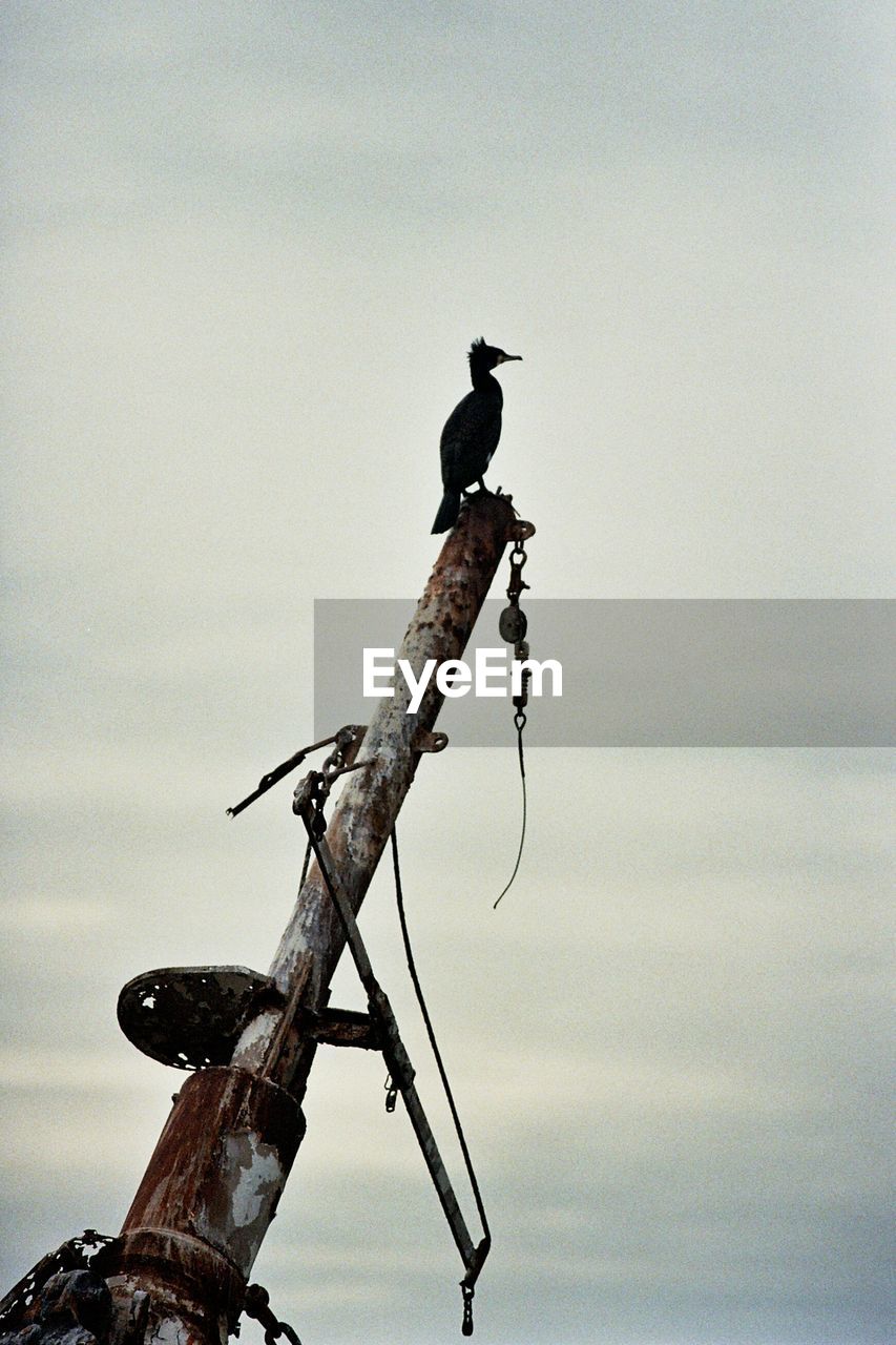 Low angle view of black bird perching on shipwreck against sky