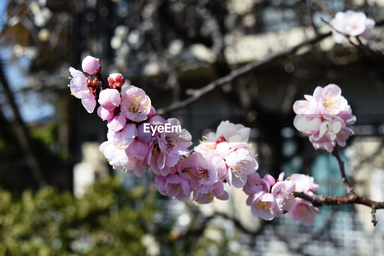 CLOSE-UP OF PINK CHERRY BLOSSOMS ON BRANCH