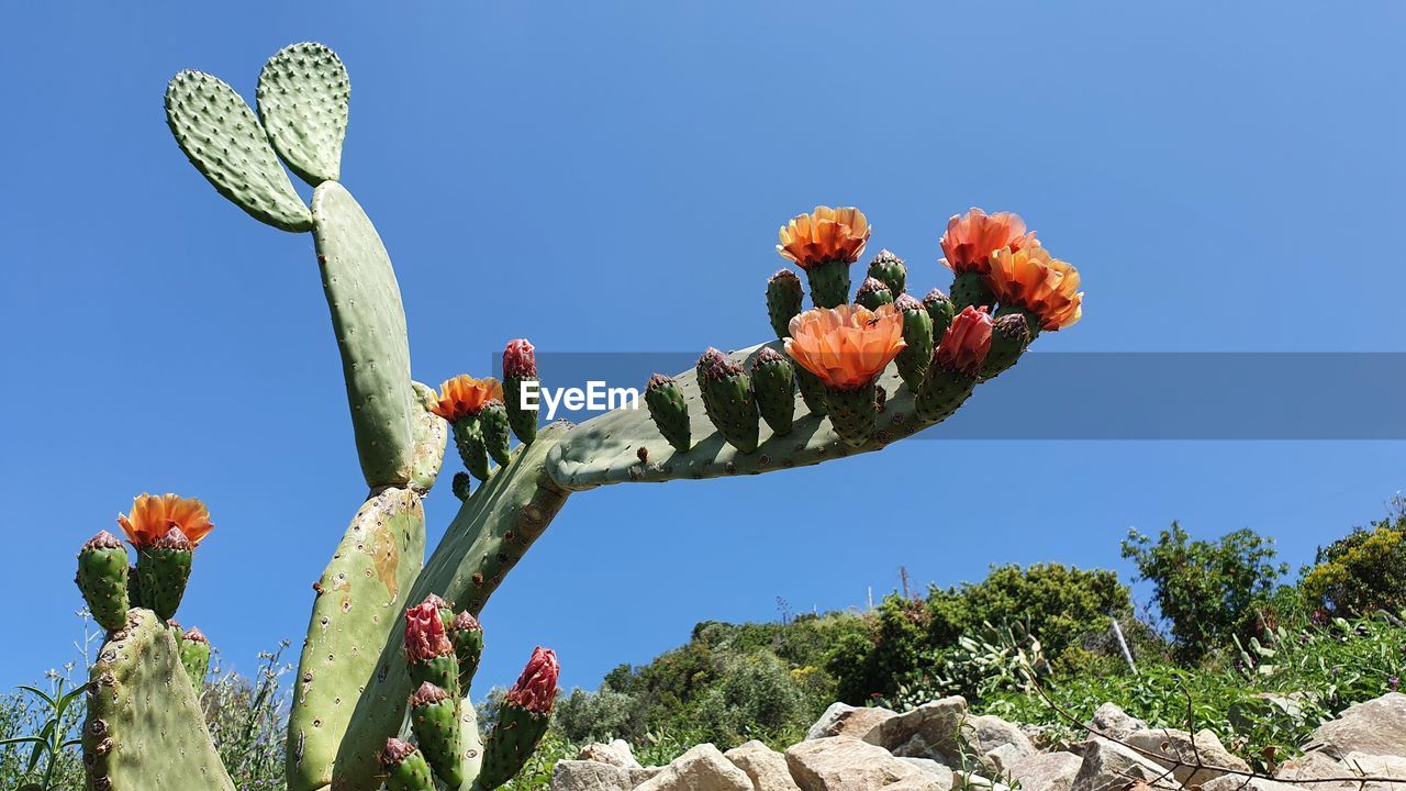 plant, nature, cactus, sky, succulent plant, flower, growth, clear sky, no people, day, blue, prickly pear cactus, sunny, tree, beauty in nature, low angle view, outdoors, prickly pear, nopal, sunlight, fruit, flowering plant, food, food and drink, healthy eating, land