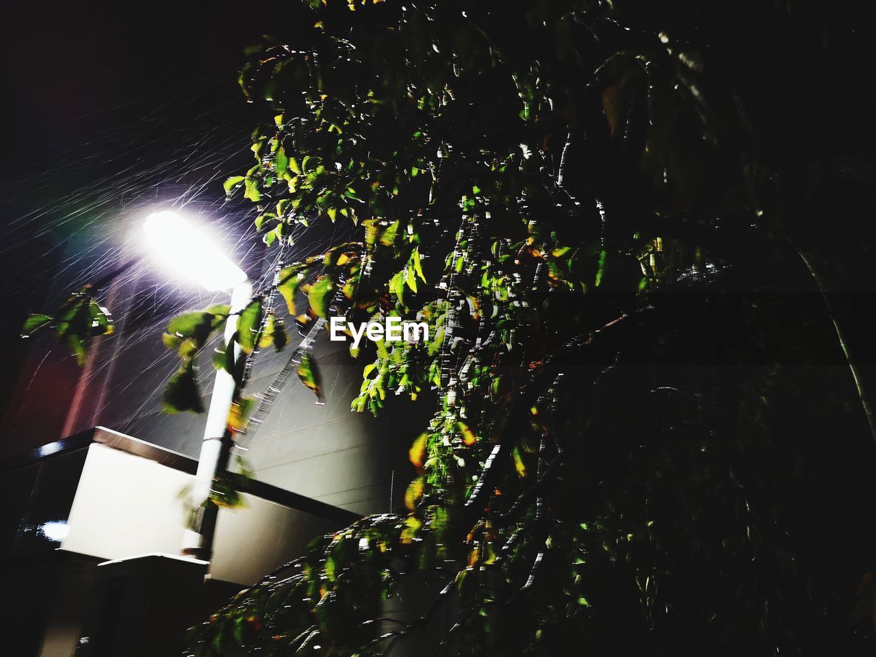 LOW ANGLE VIEW OF ILLUMINATED STREET LIGHT AGAINST TREES