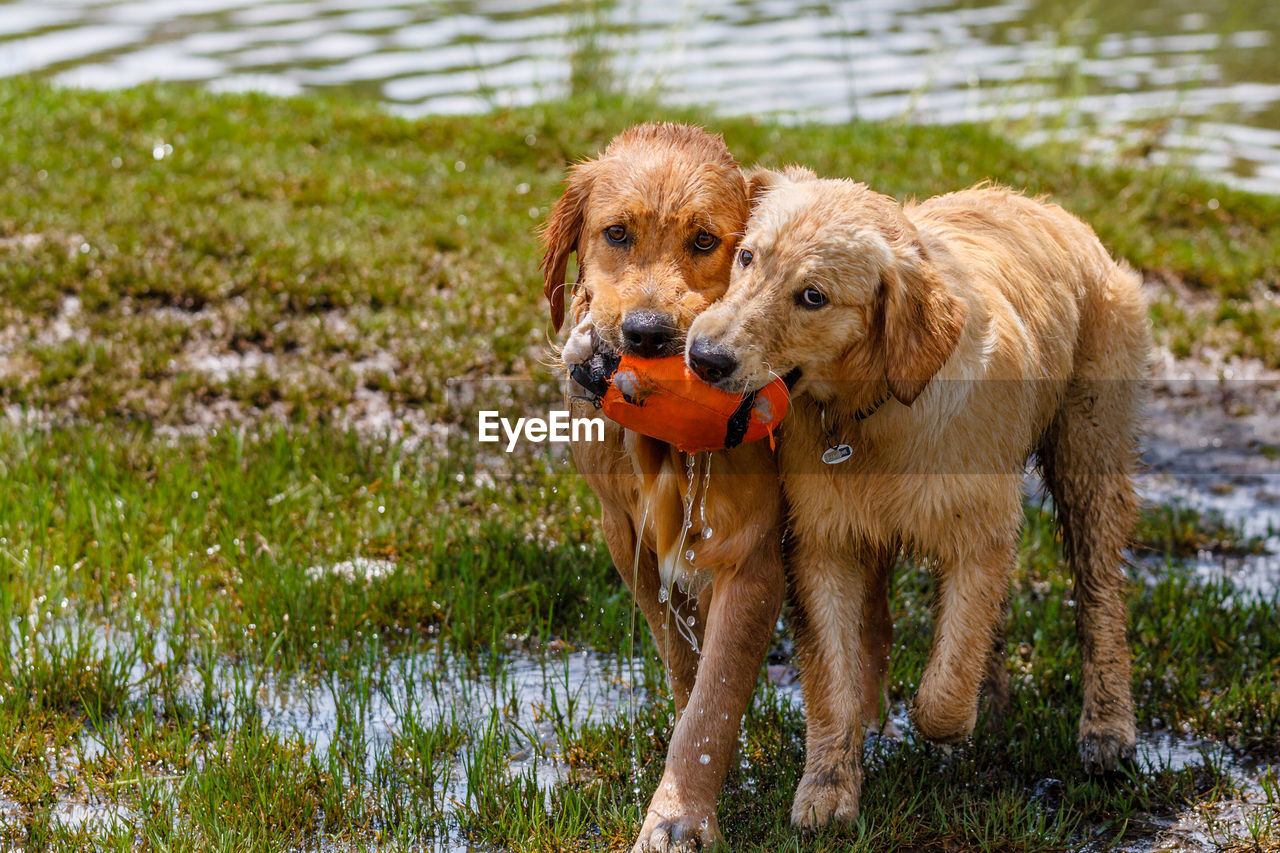 Golden retrievers playing with toy in water