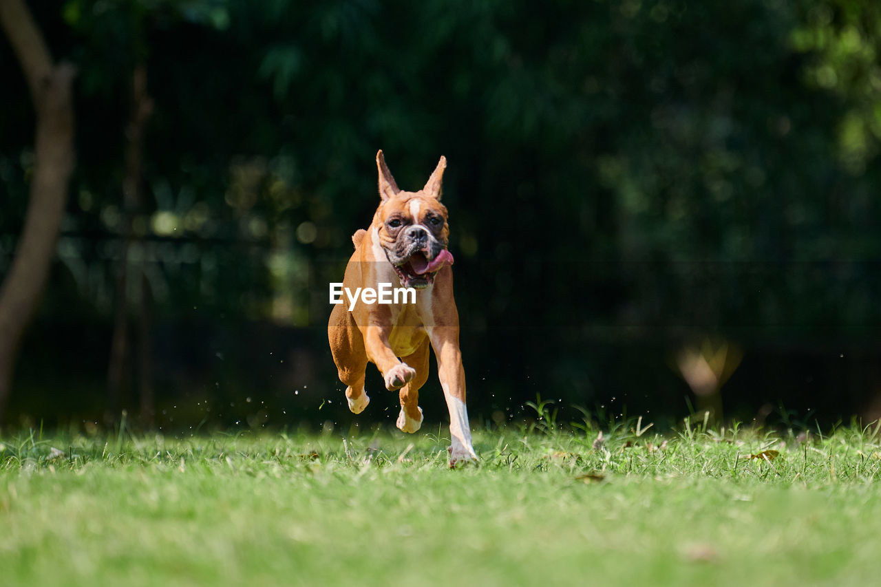 portrait of dog running on field