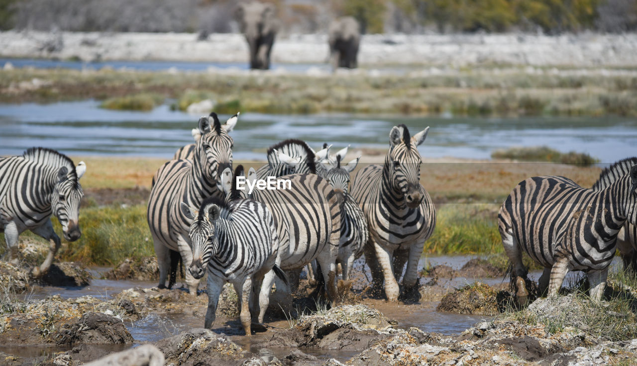 ZEBRAS DRINKING WATER