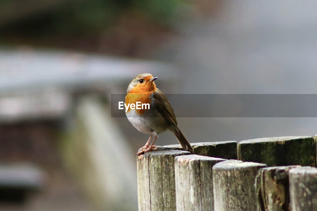SMALL BIRD PERCHING ON WOODEN POST