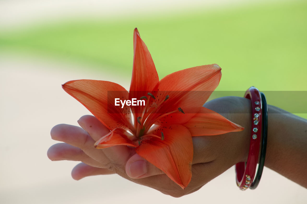 Close-up of woman hand holding orange flower outdoors