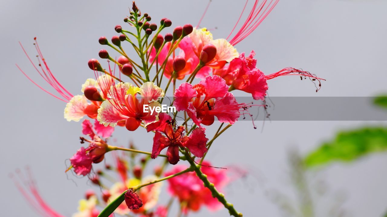 Low angle view of pink flowers