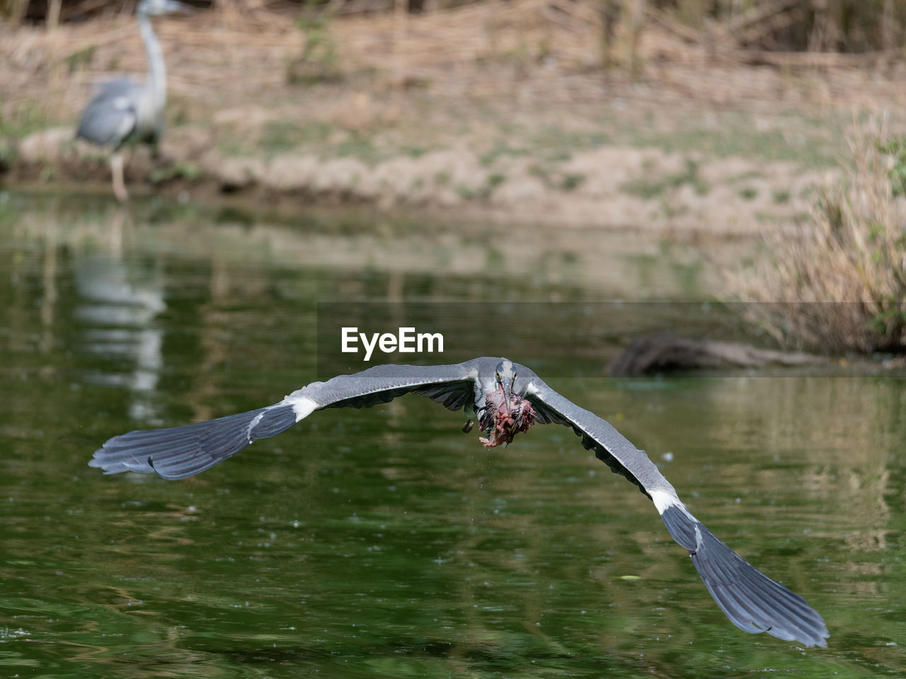 BIRDS FLYING OVER LAKE