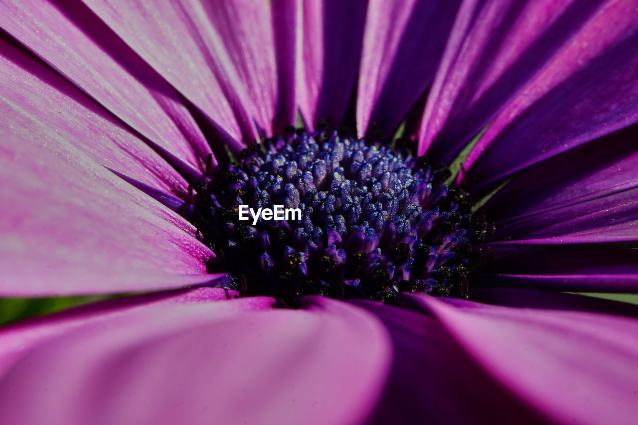 Macro shot of pink flower