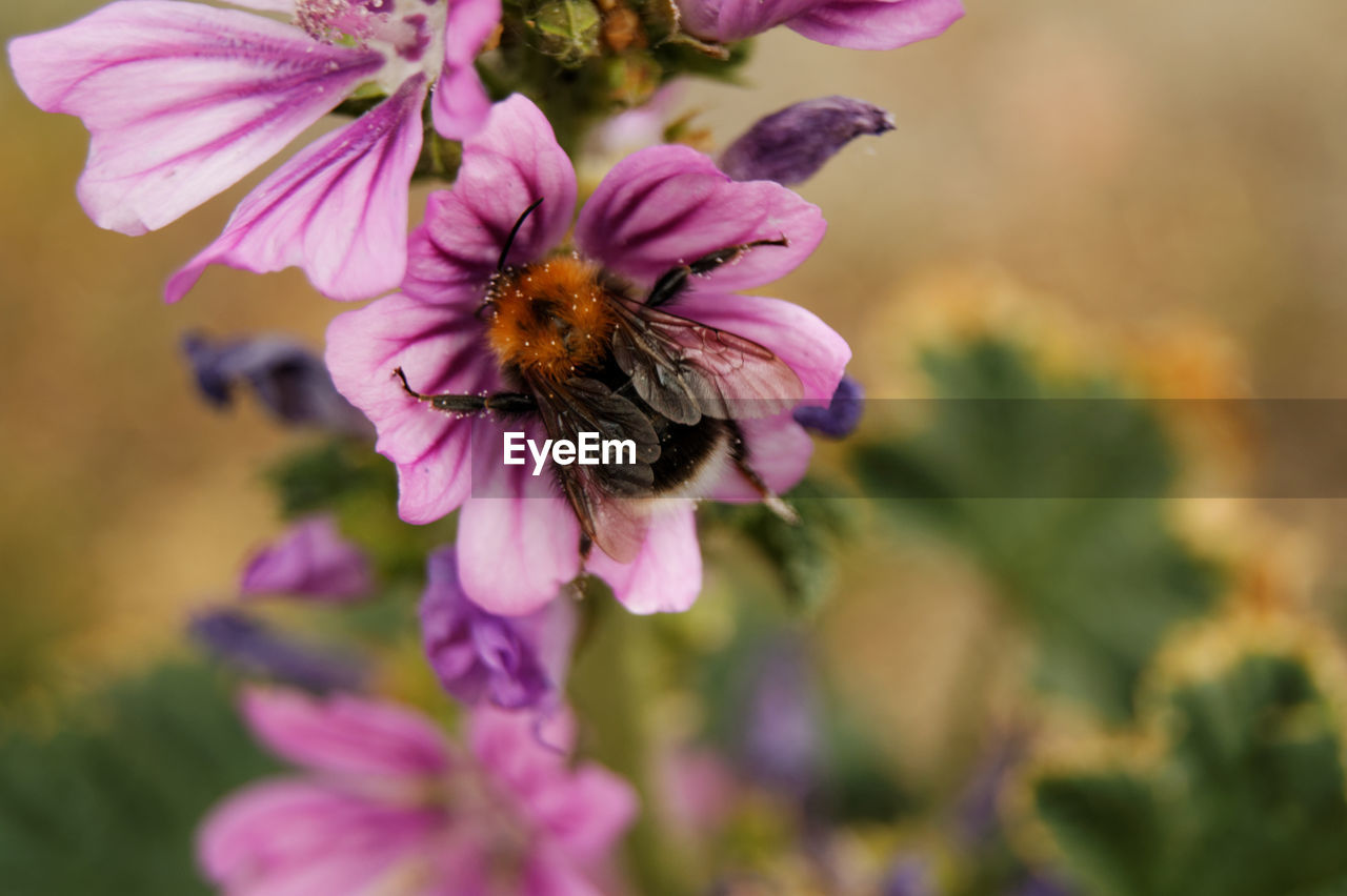 Close-up of bee on purple flower