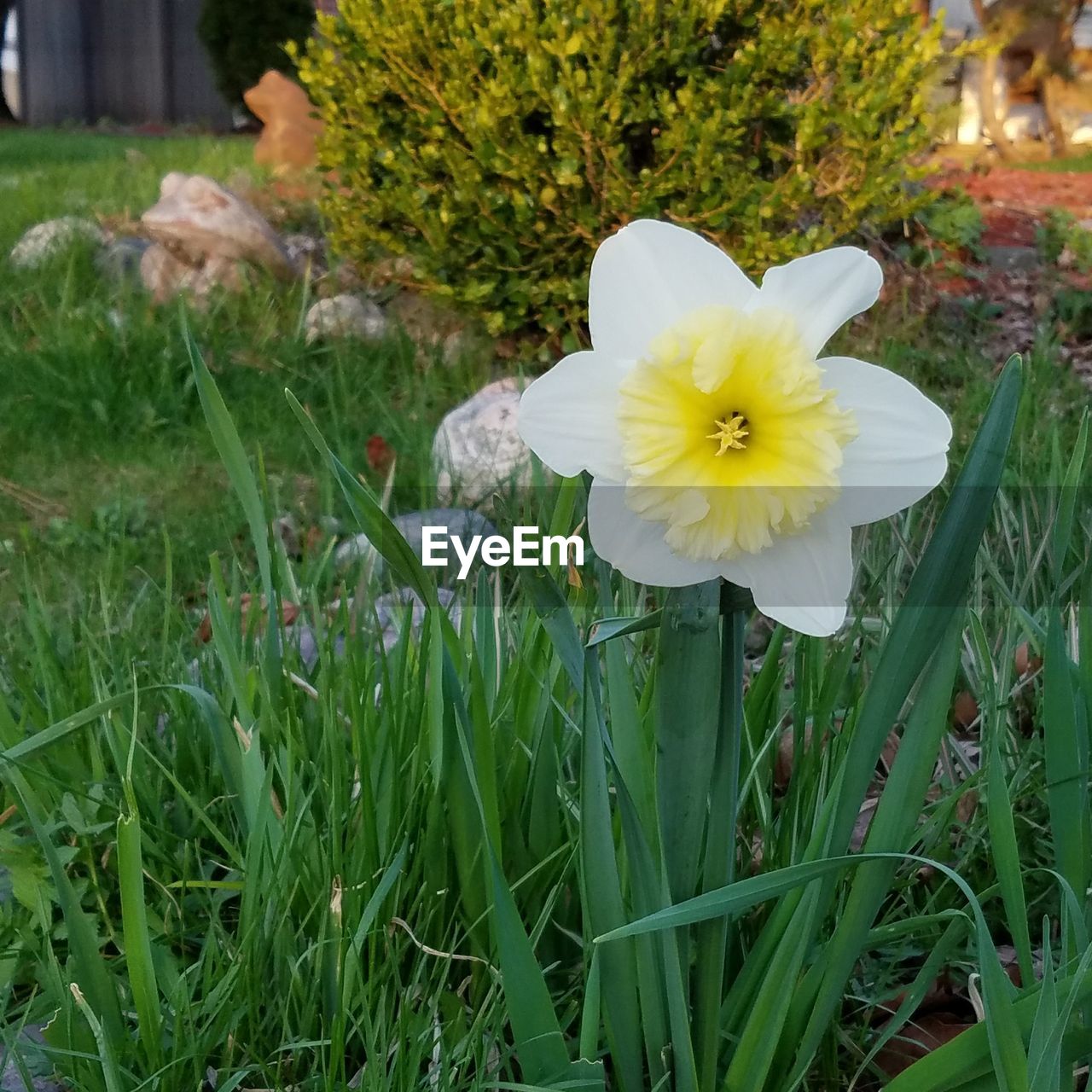 CLOSE-UP OF YELLOW FLOWER BLOOMING ON GRASS