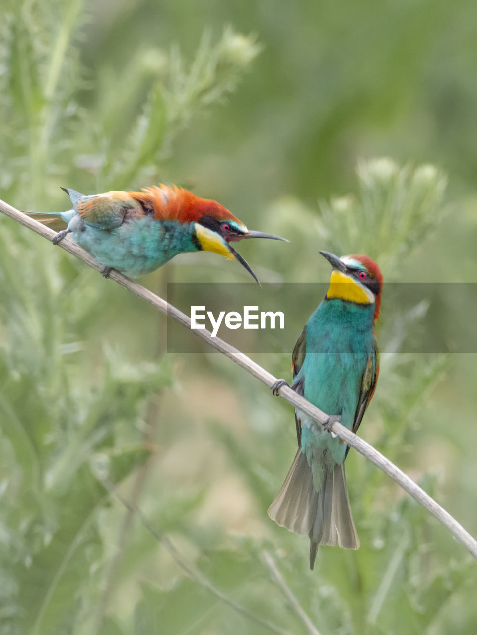 CLOSE-UP OF TWO BIRDS PERCHING ON BRANCH