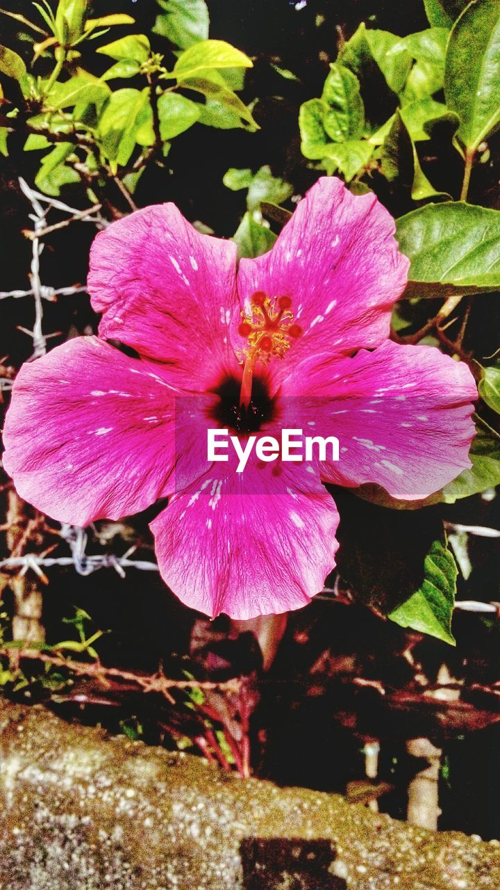 CLOSE-UP OF PINK FLOWERS BLOOMING