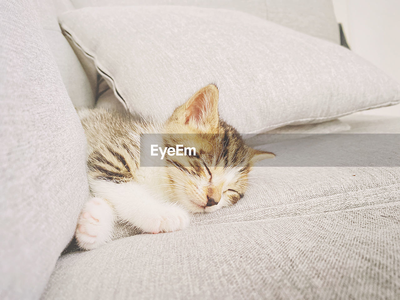 pet, domestic animals, domestic cat, cat, animal, animal themes, mammal, feline, one animal, relaxation, furniture, whiskers, sleeping, indoors, carnivore, small to medium-sized cats, bed, resting, felidae, no people, lying down, domestic room, eyes closed, skin, nap, home interior, comfortable, kitten, sofa, bedroom, white, cute, tired, sleep, pillow, cozy