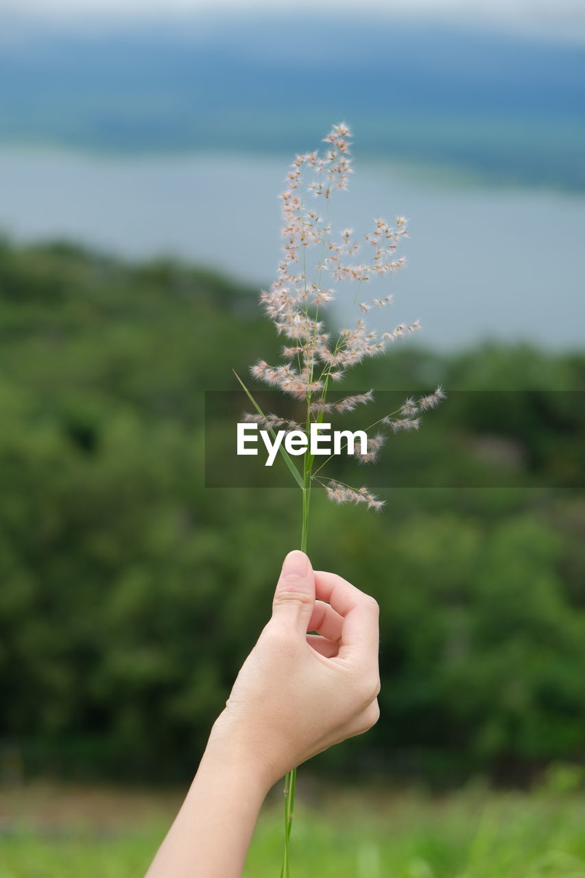 hand, plant, nature, green, branch, flower, grass, one person, focus on foreground, leaf, tree, day, outdoors, close-up, adult, women, selective focus, beauty in nature, environment