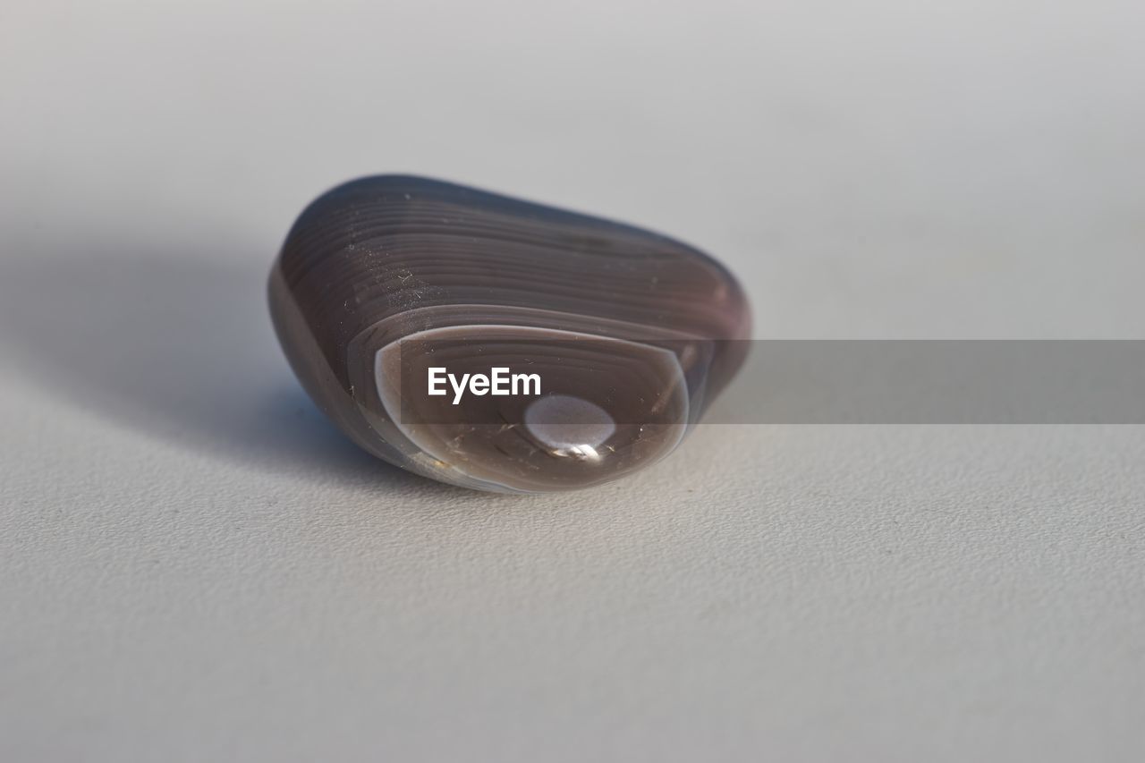 CLOSE-UP OF SHELL ON TABLE