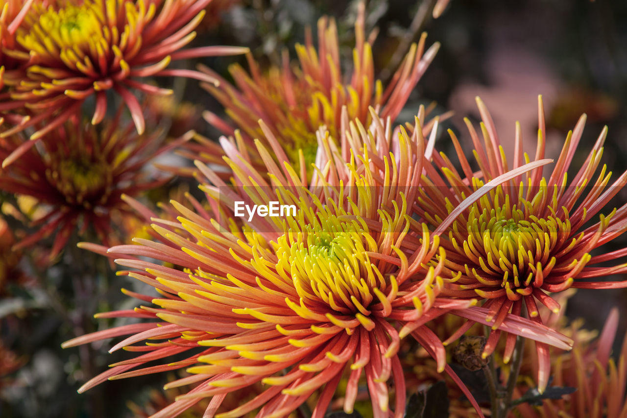 Close-up of flowers blooming outdoors