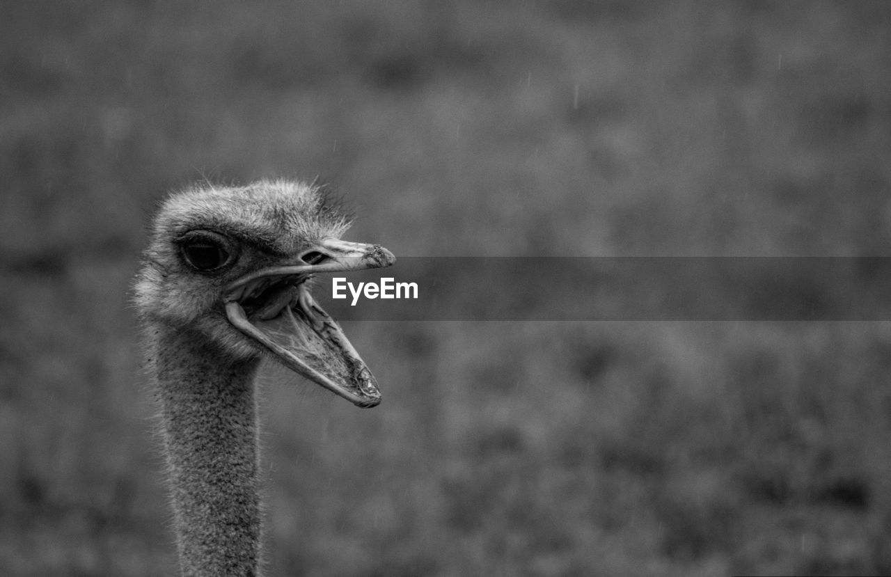 Close-up side view of a ostrich with mouth open in black and white