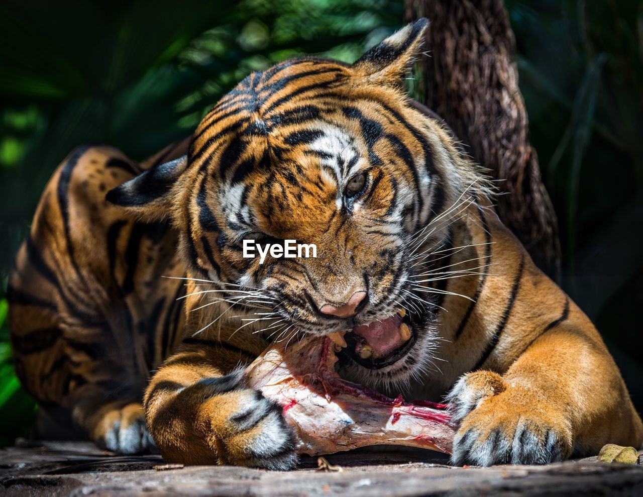 Portrait of tiger eating meat at zoo