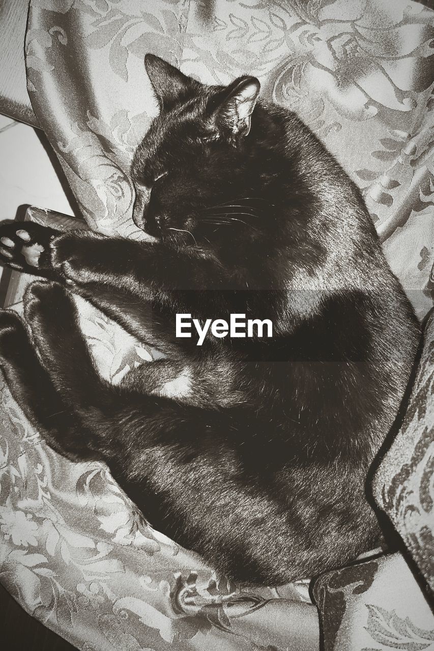 High angle view of cat lying on bed at home