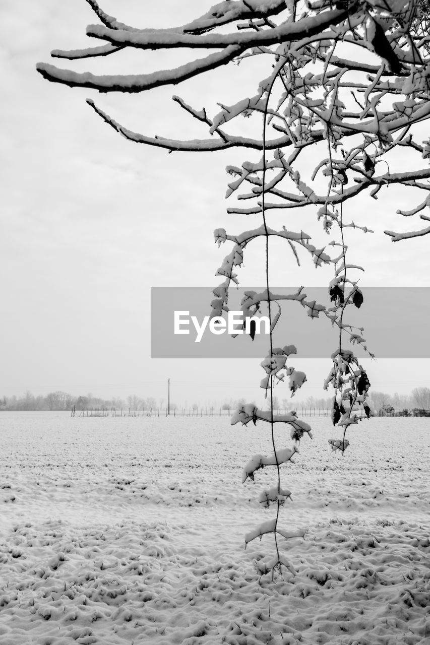 BARE TREE ON SNOW COVERED LANDSCAPE