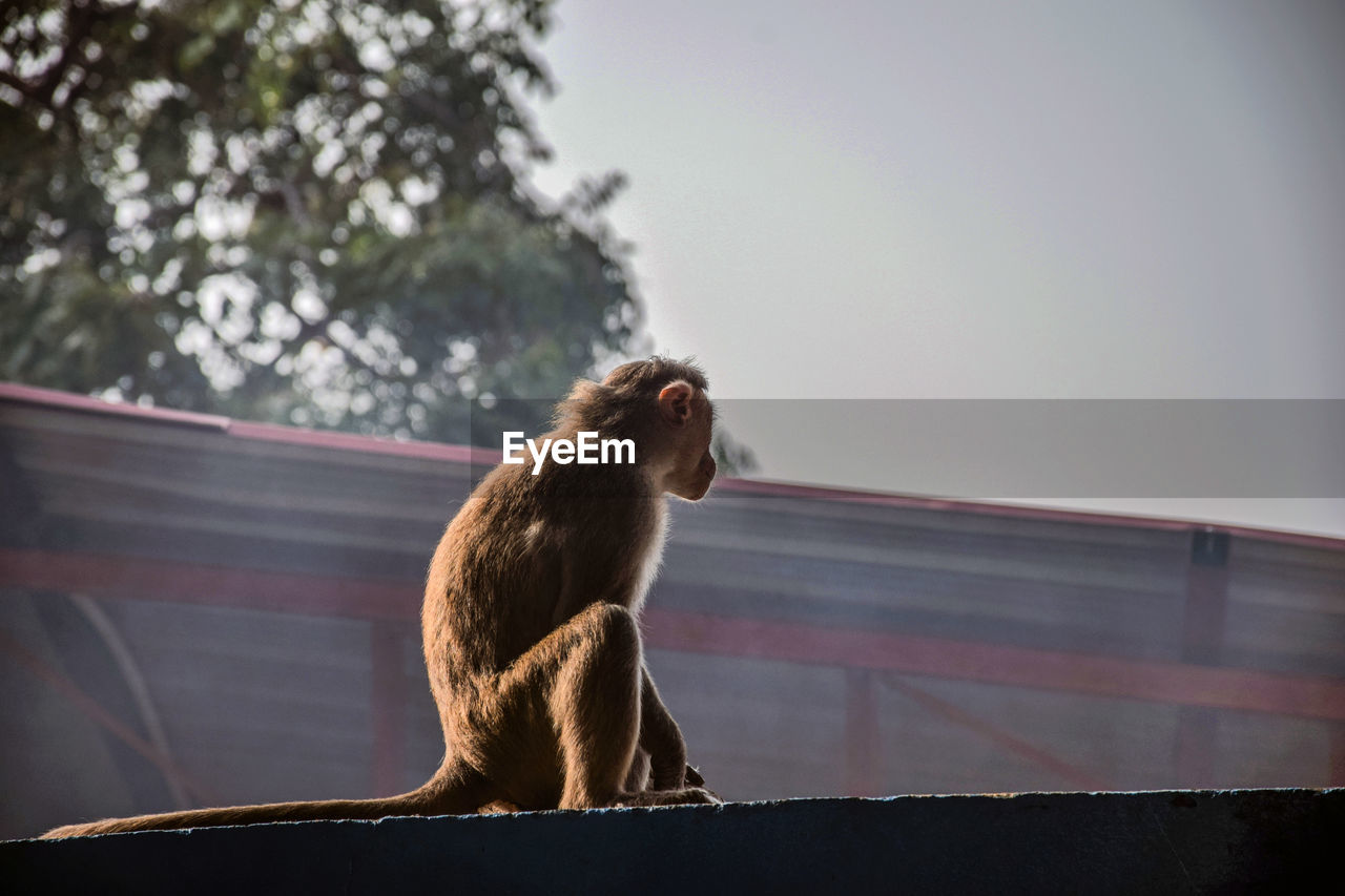 LOW ANGLE VIEW OF MONKEY LOOKING AWAY AGAINST SKY