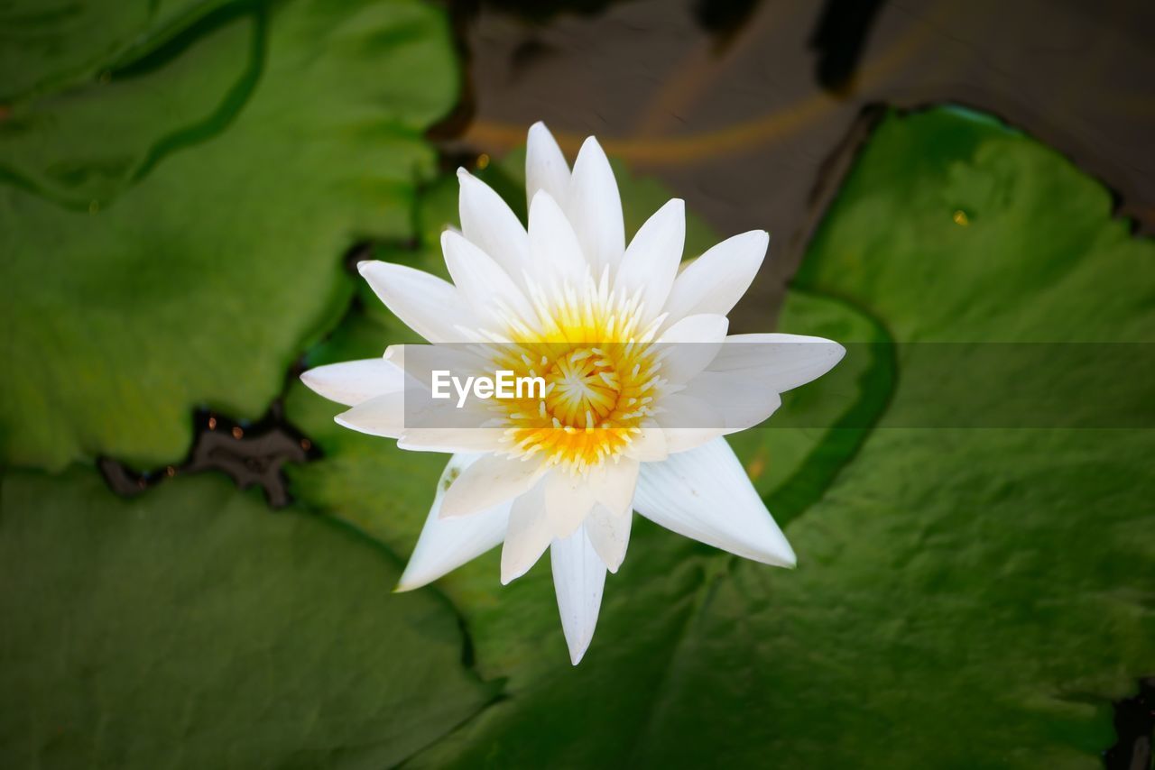Directly above shot of lotus water lily blooming in pond