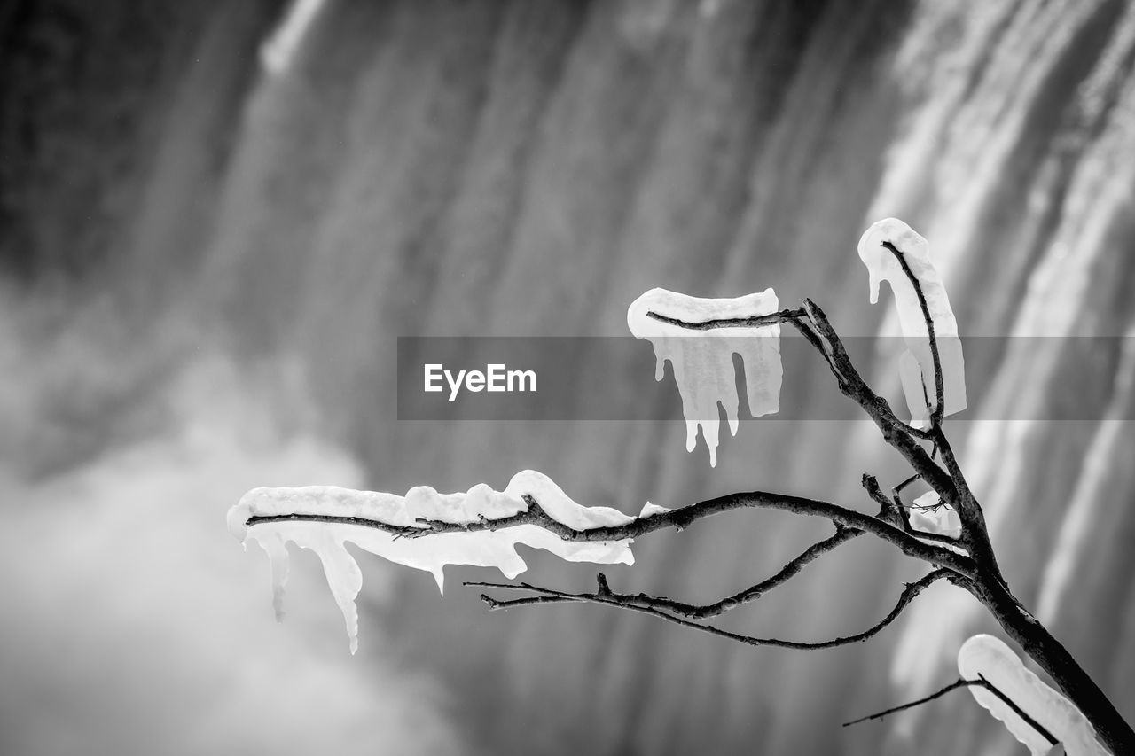 Frozen bare tree with waterfall in background