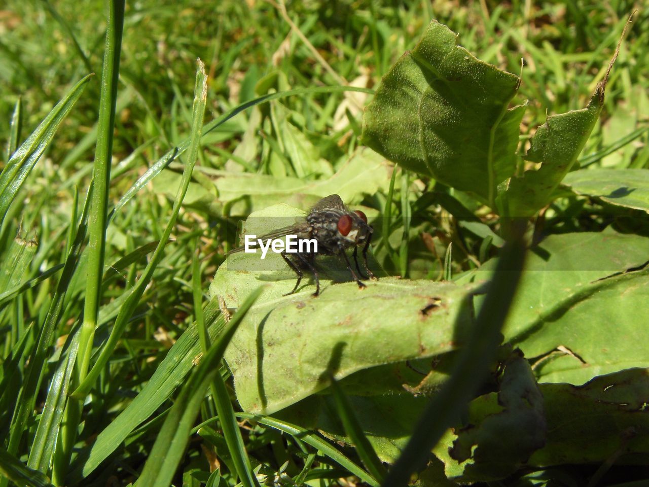 Close-up of housefly perching on leaf