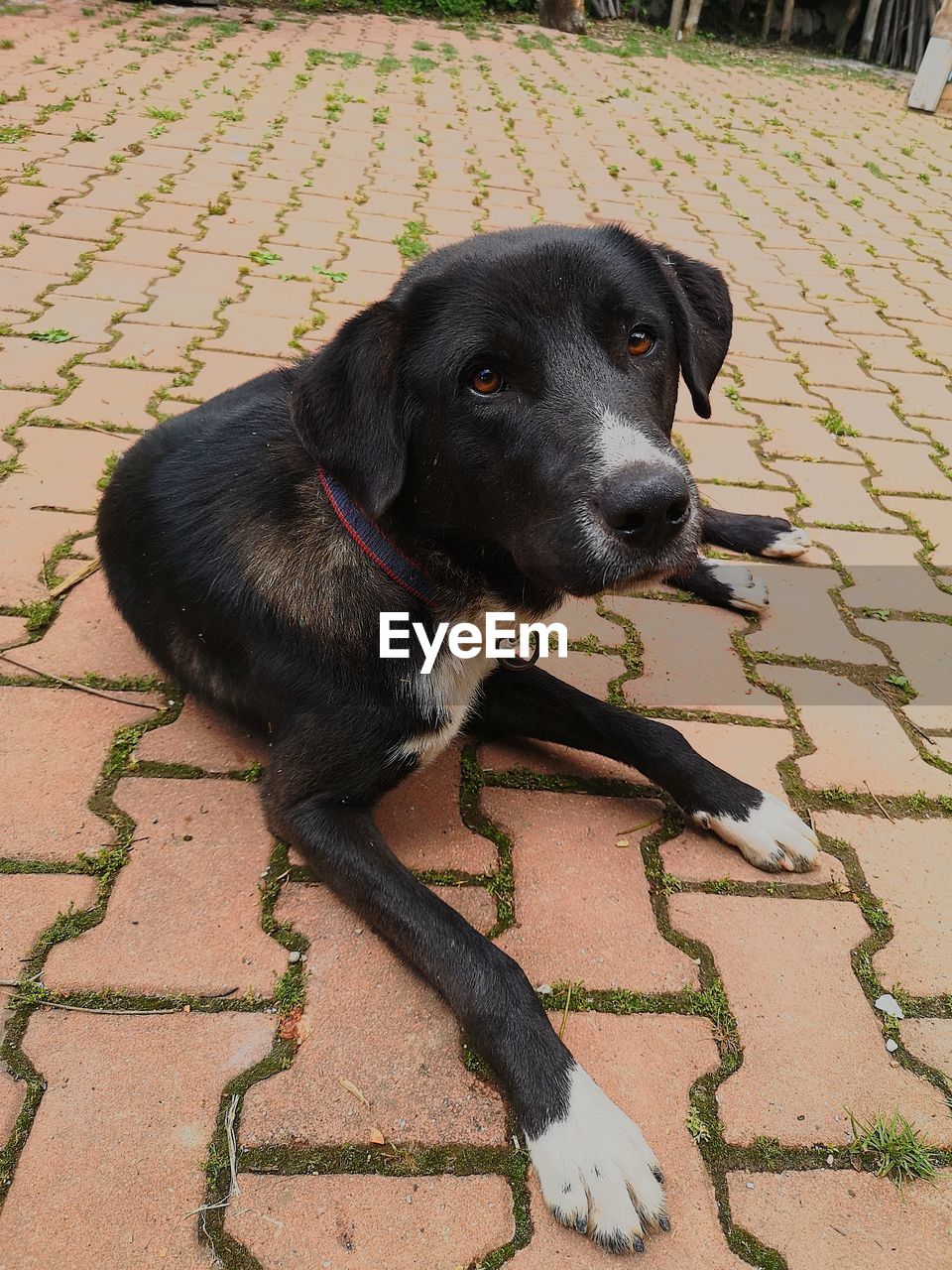 HIGH ANGLE VIEW OF BLACK DOG LOOKING AWAY