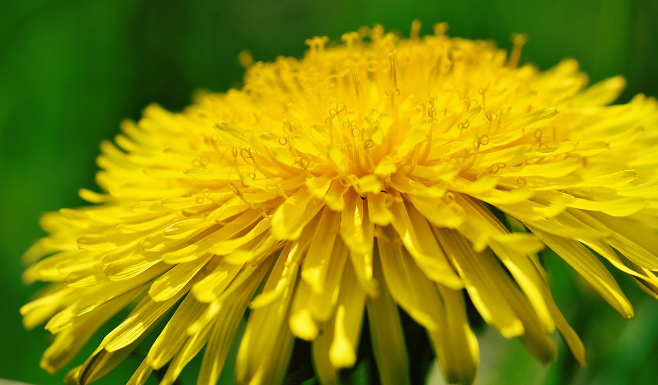 Close-up of yellow flower blooming in garden