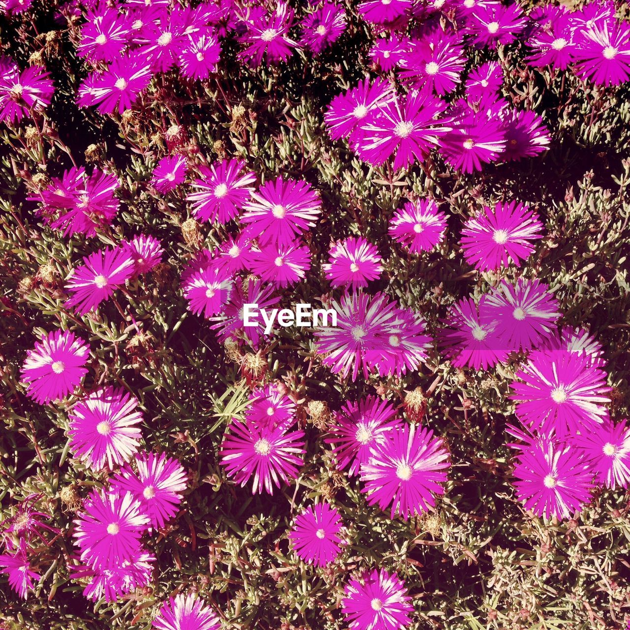 Full frame shot of purple flowers blooming outdoors