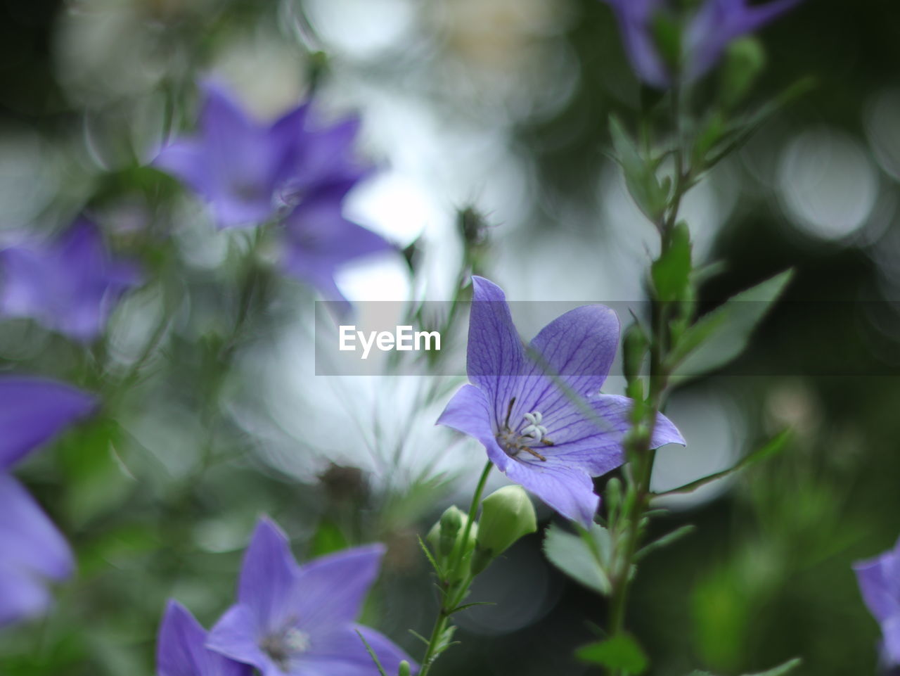 Close-up of purple flowering plant