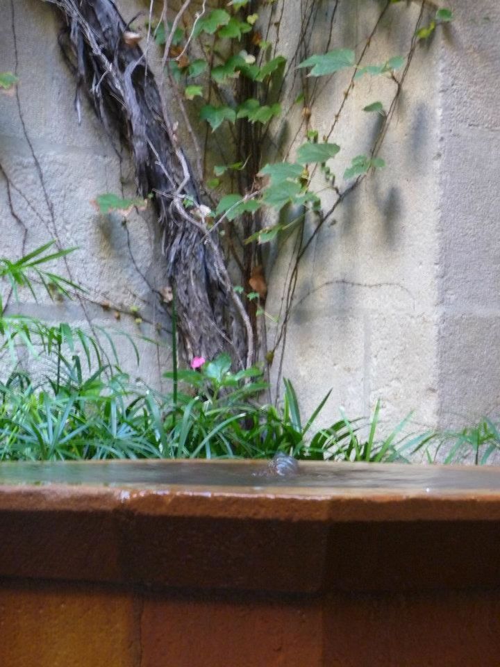 POTTED PLANTS ON WALL