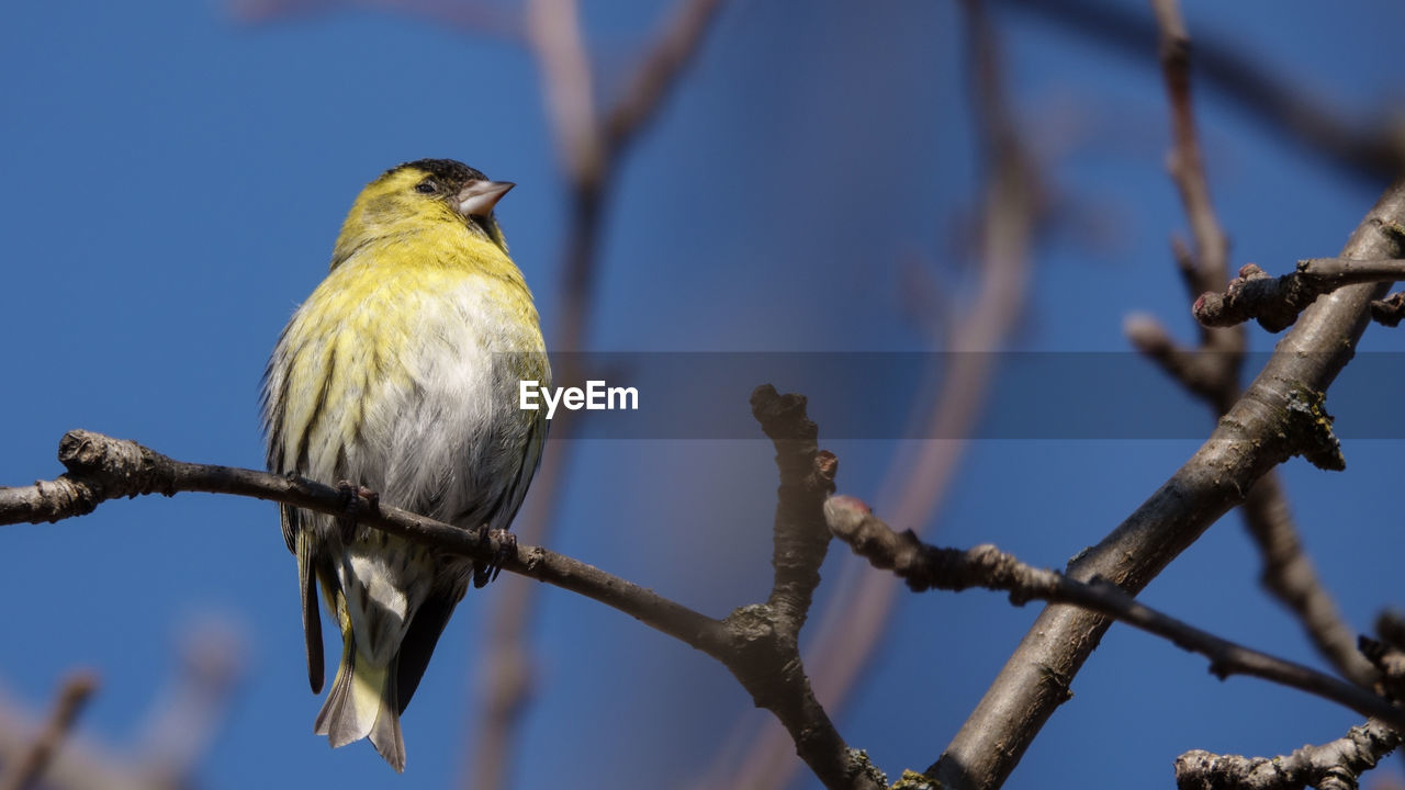 BIRD PERCHING ON BRANCH AGAINST SKY