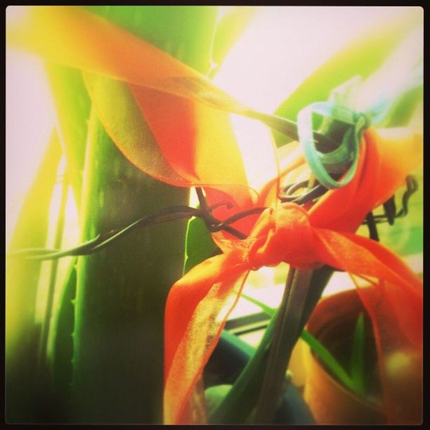 CLOSE-UP OF YELLOW FLOWERS