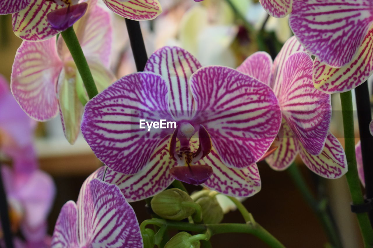 Close-up of purple flowers blooming outdoors