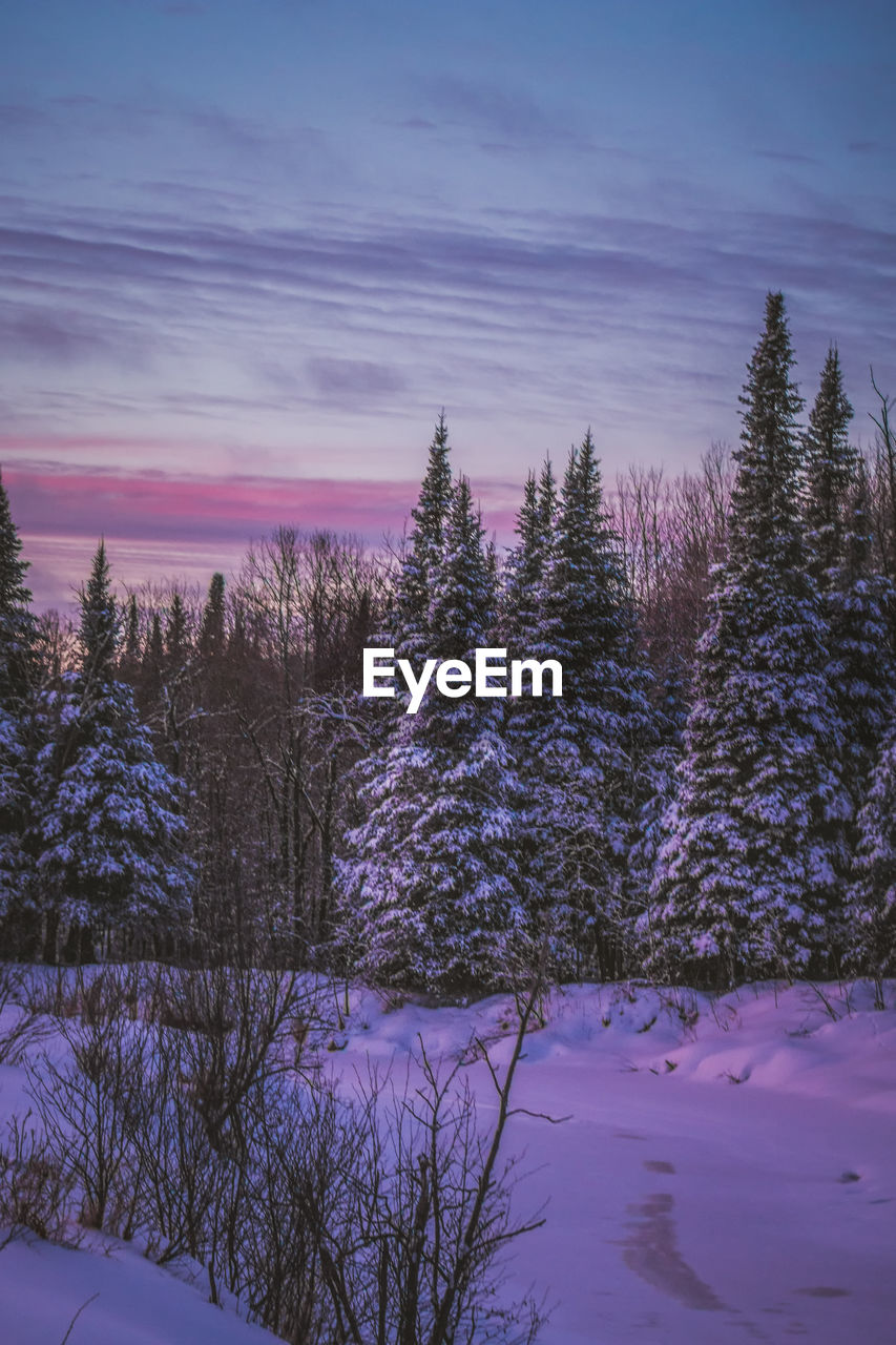 Trees on snow covered landscape during sunset
