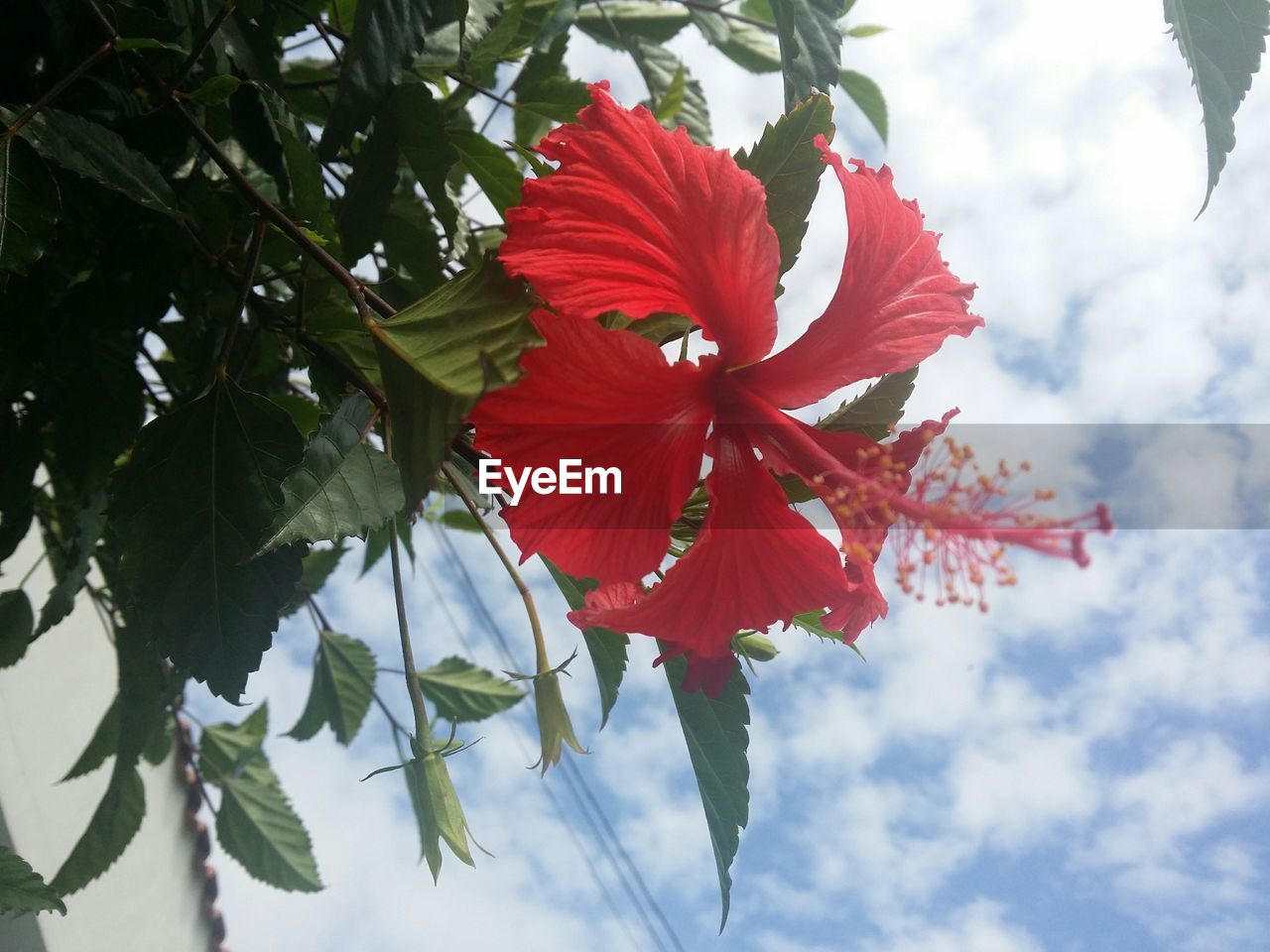 Low angle view of hibiscus growing on plant against cloudy sky