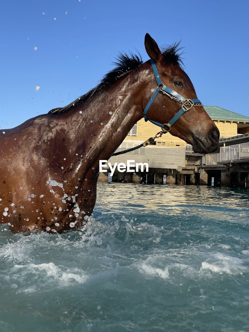 horse, water, animal, animal themes, sea, animal wildlife, nature, one animal, mammal, motion, animal body part, blue, outdoors, splashing, day, no people, close-up, sports, wildlife