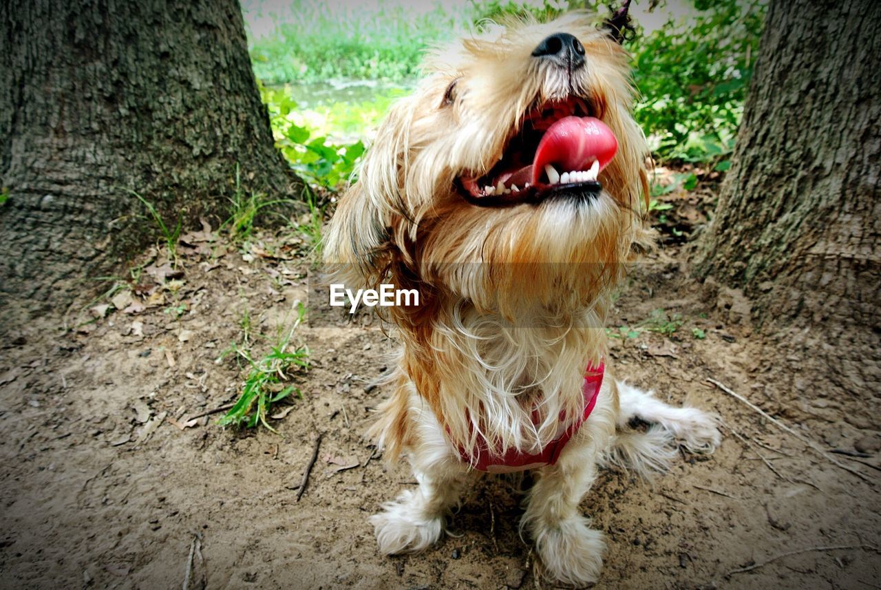 DOG YAWNING BY ROAD