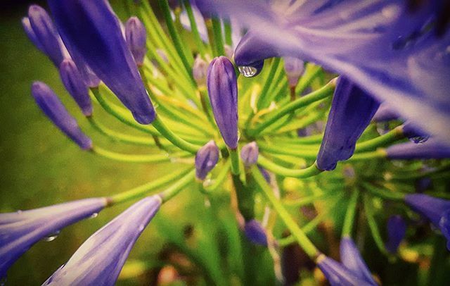 CLOSE-UP OF PURPLE FLOWERS BLOOMING OUTDOORS