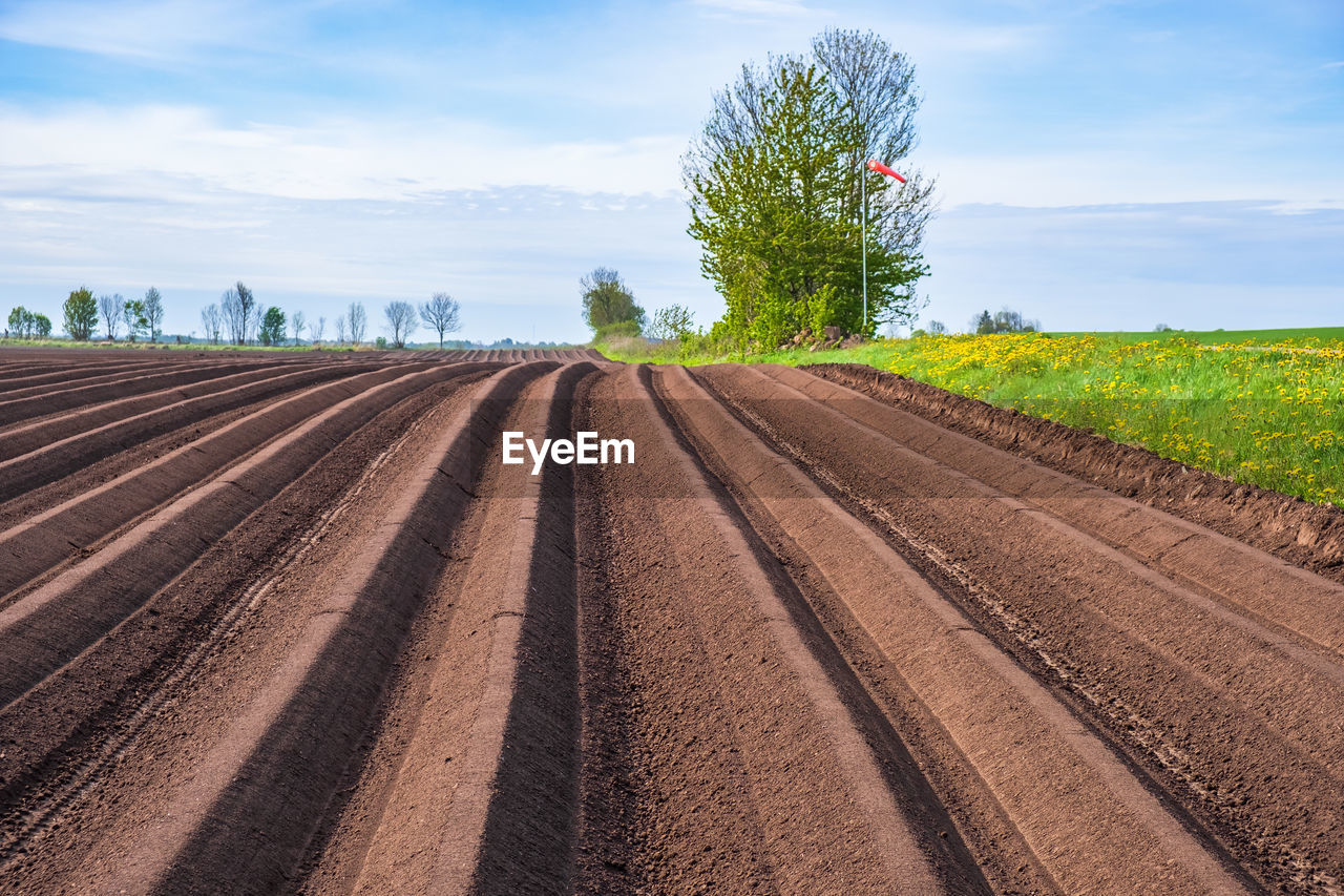 Field with plowed furrows in early summer