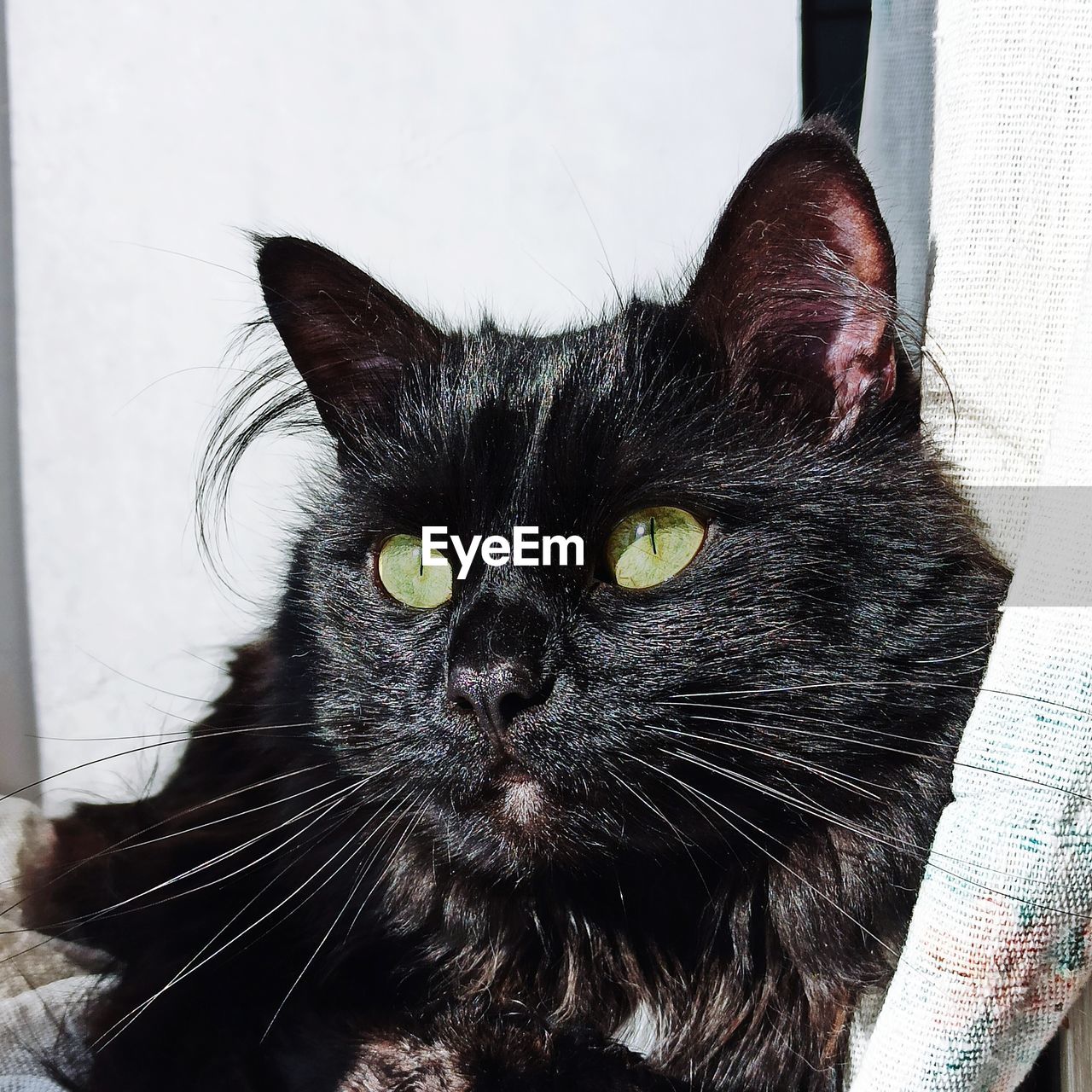 Close-up portrait of black cat